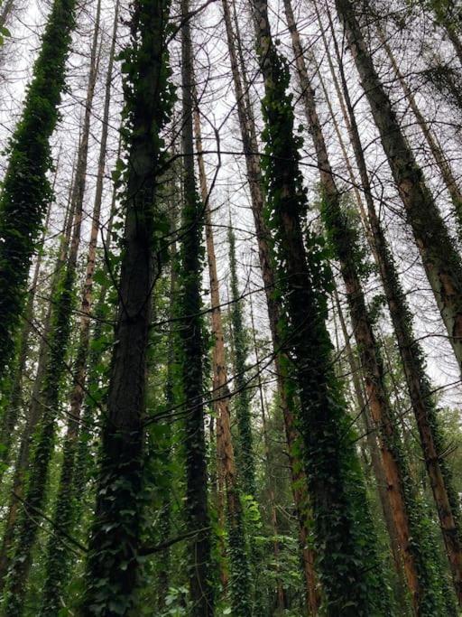 La Cabane, Durbuy Zewnętrze zdjęcie